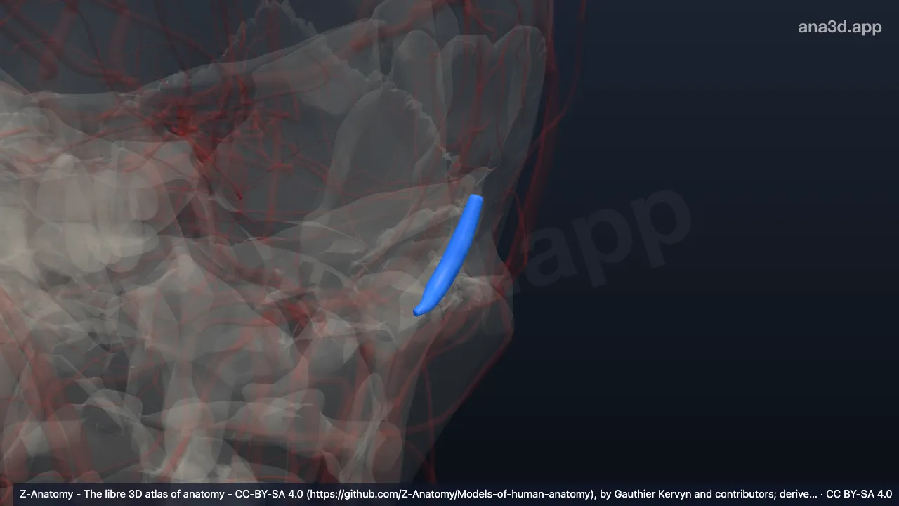 Mô hình 3D: Xoang xích ma trái