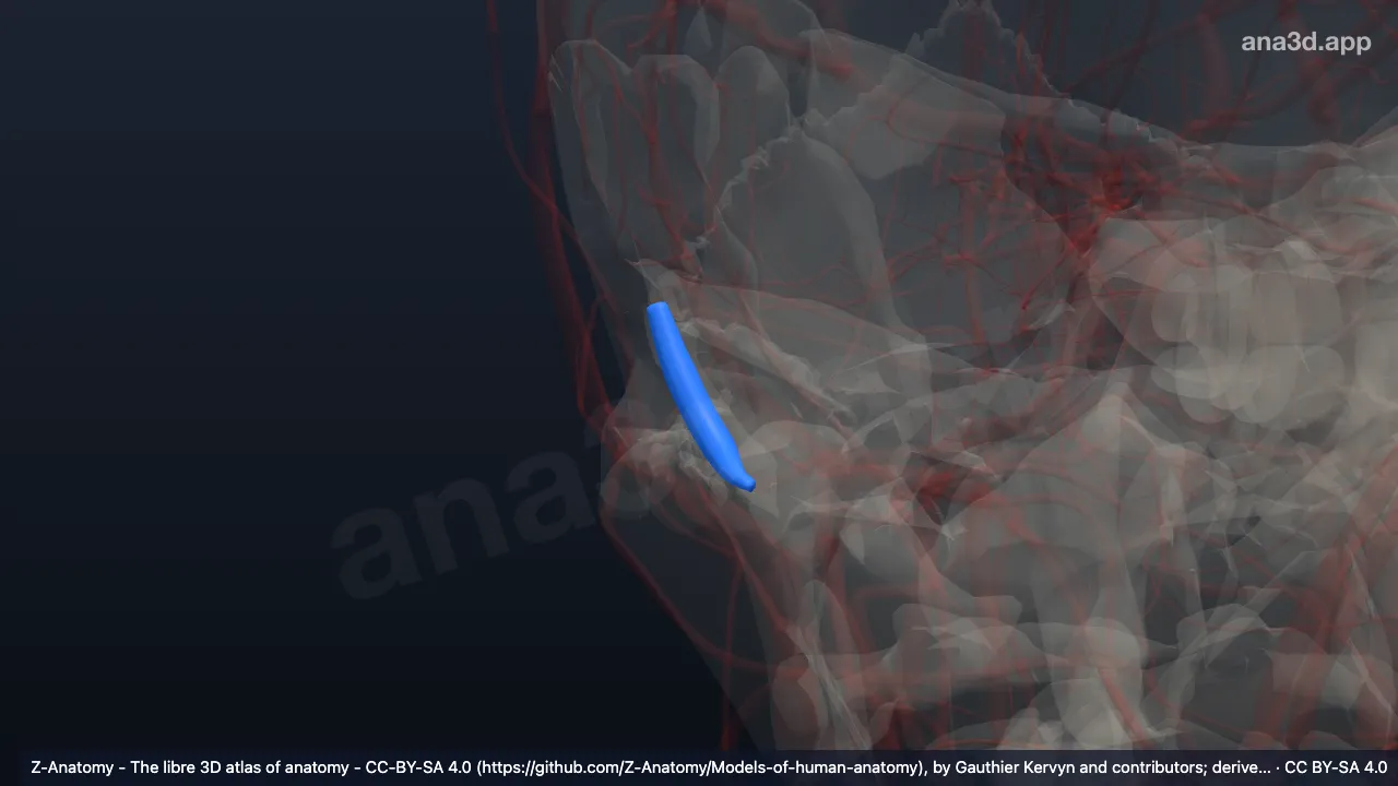 3D model: right sigmoid sinus