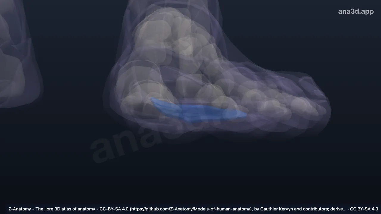 3D-Modell: Linke Fußsohle