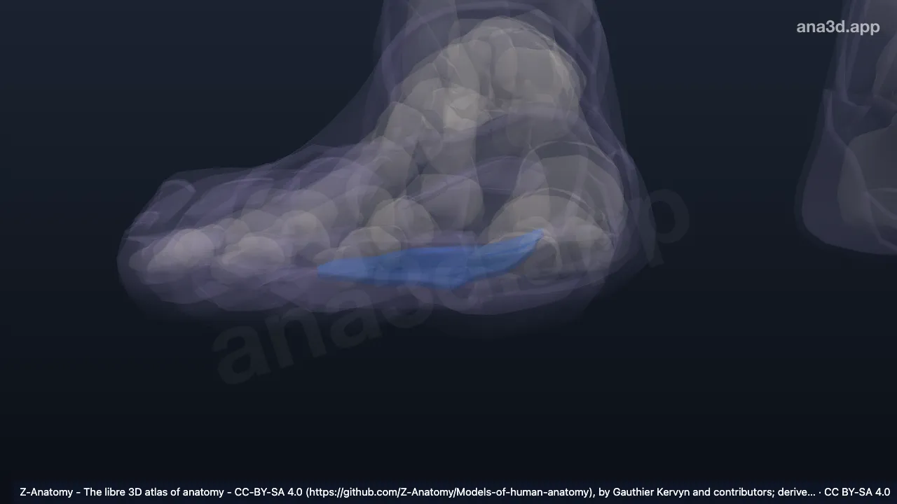 Modelo 3D: Planta derecha