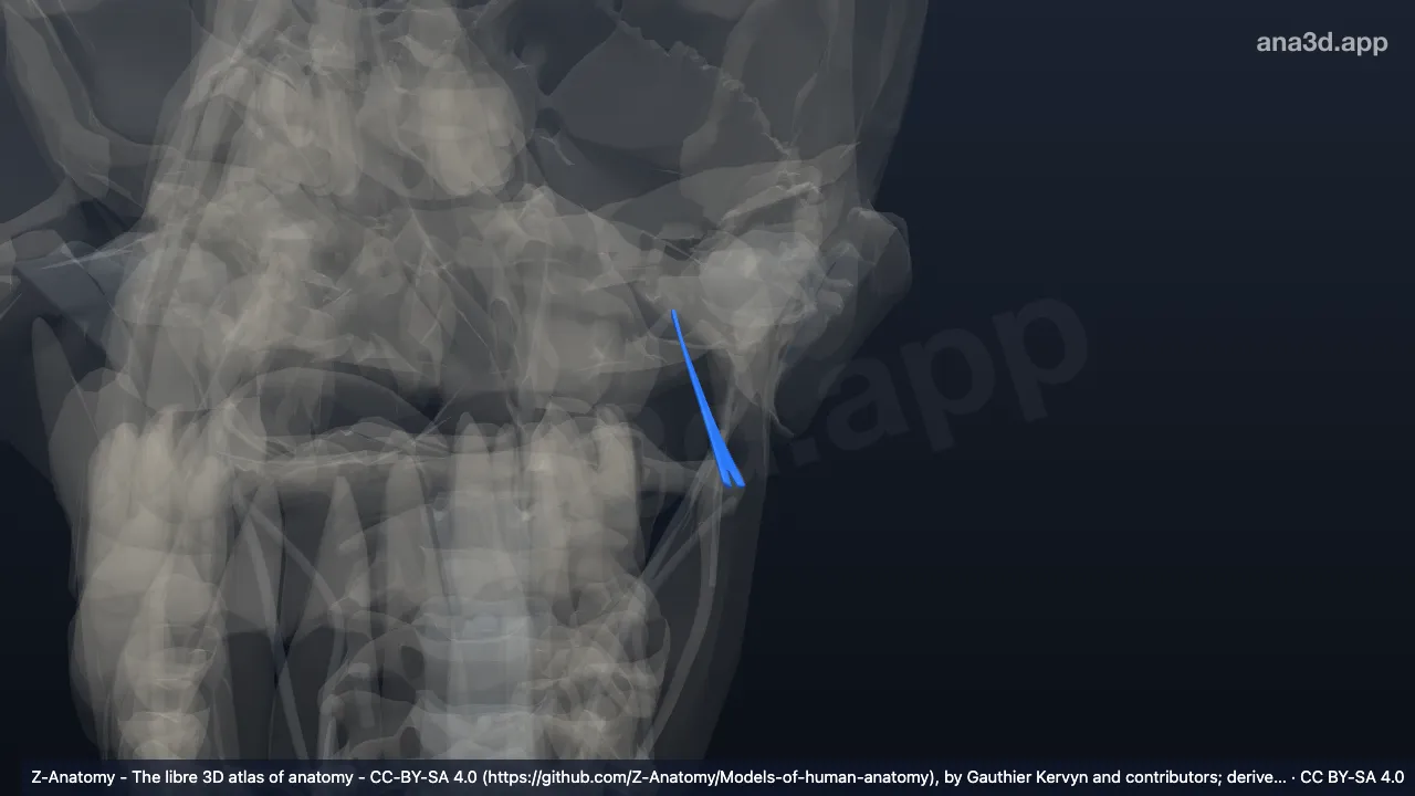 3D-Modell: Linkes Ligamentum sphenomandibulare
