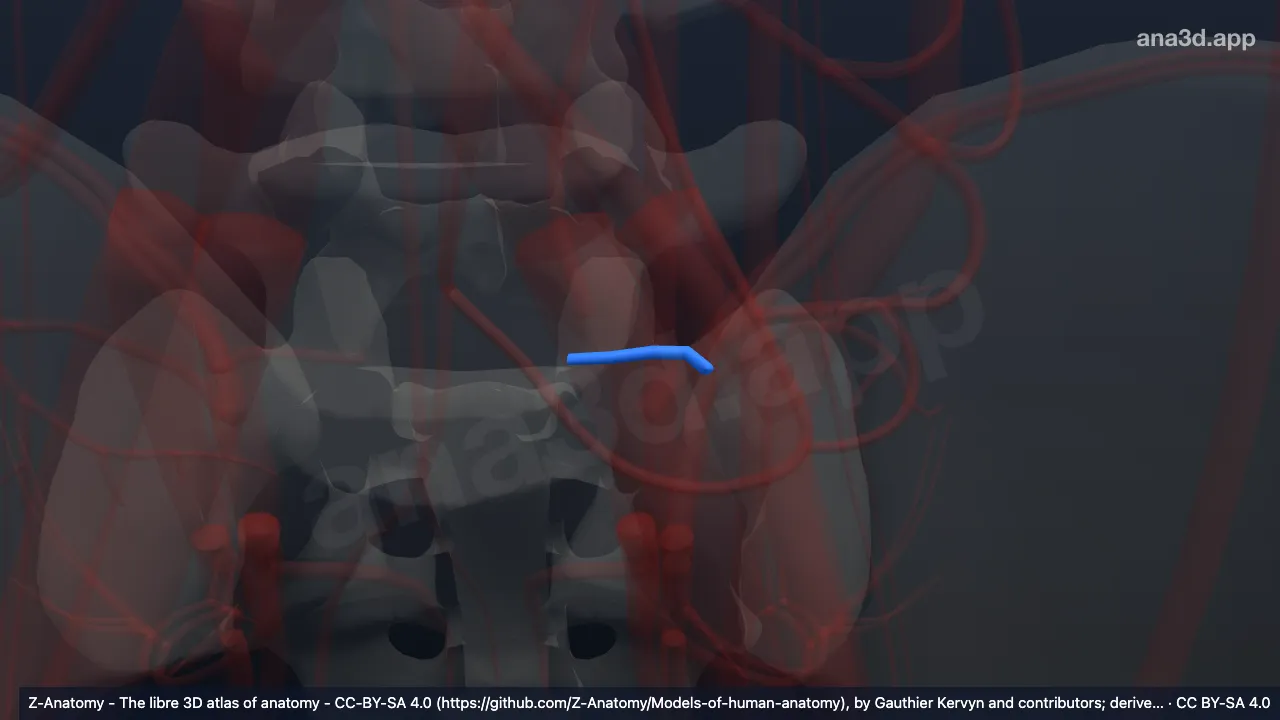 Modelo 3D: Ramo espinhal da artéria iliolombar esquerda