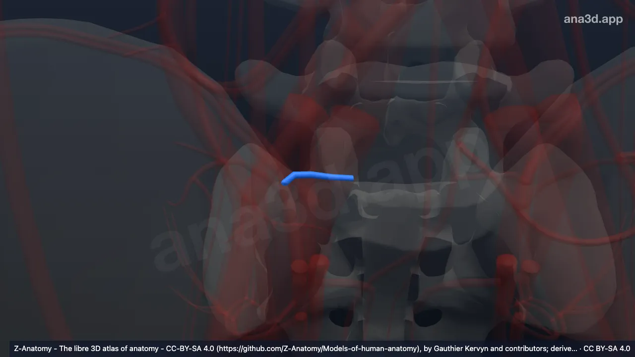 Modèle 3D : Branche spinale de l'artère iliolombaire droite