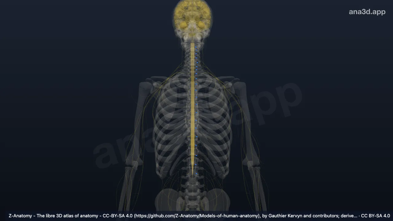 Modelo 3D: Gânglio espinhal esquerdo