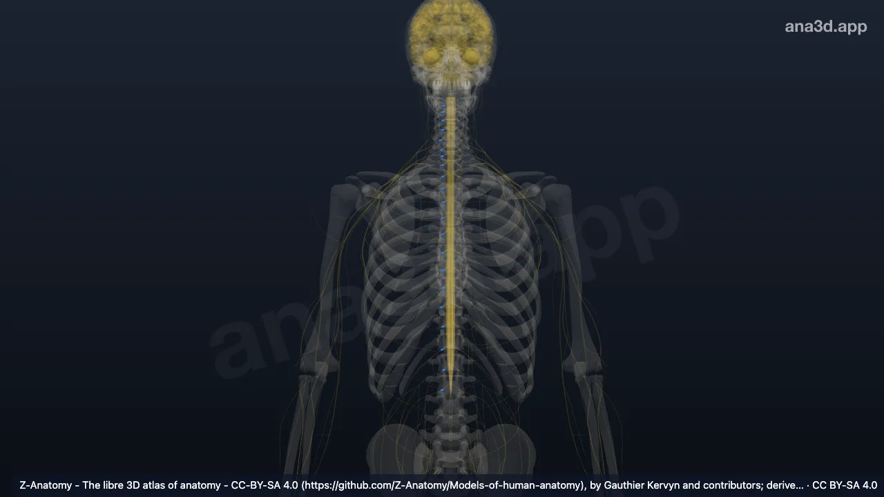 Modelo 3D: Gânglio espinhal direito