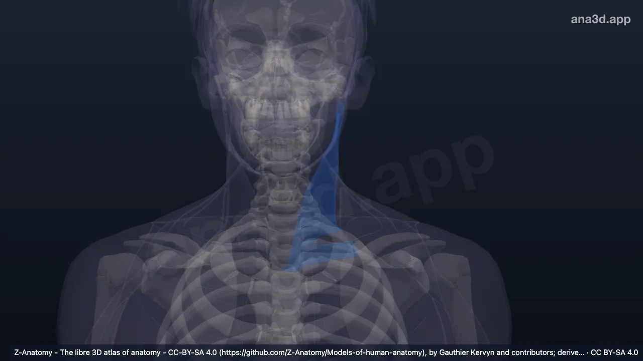 3D 模型：左胸锁乳突肌区