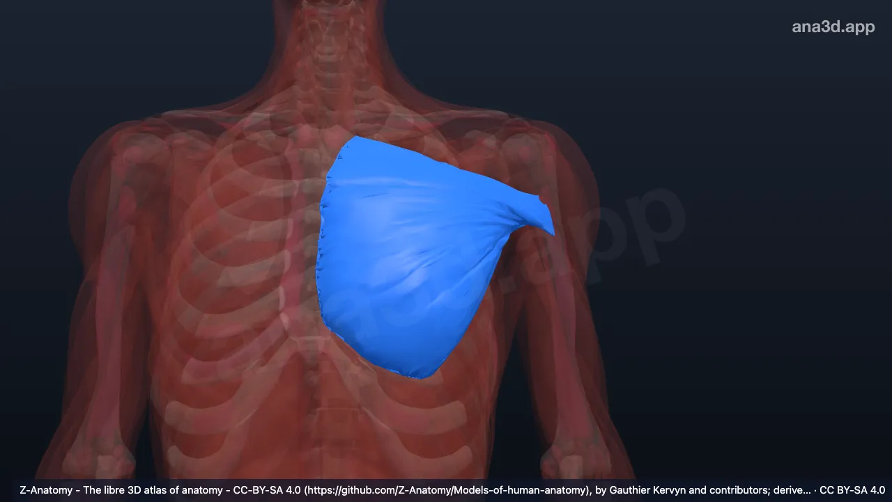 Modelo 3D: Cabeça esternocostal do músculo peitoral maior esquerdo