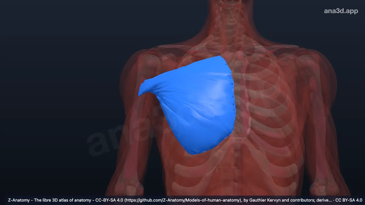 Modelo 3D: Cabeça esternocostal do músculo peitoral maior direito