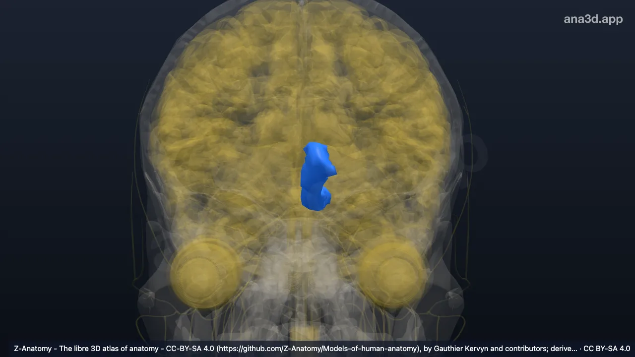 Modelo 3D: Giro recto izquierdo