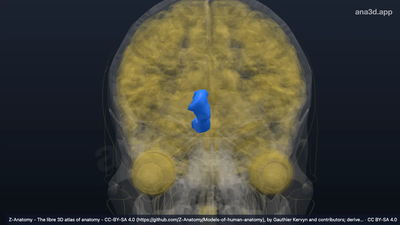 Modelo 3D: Giro recto derecho