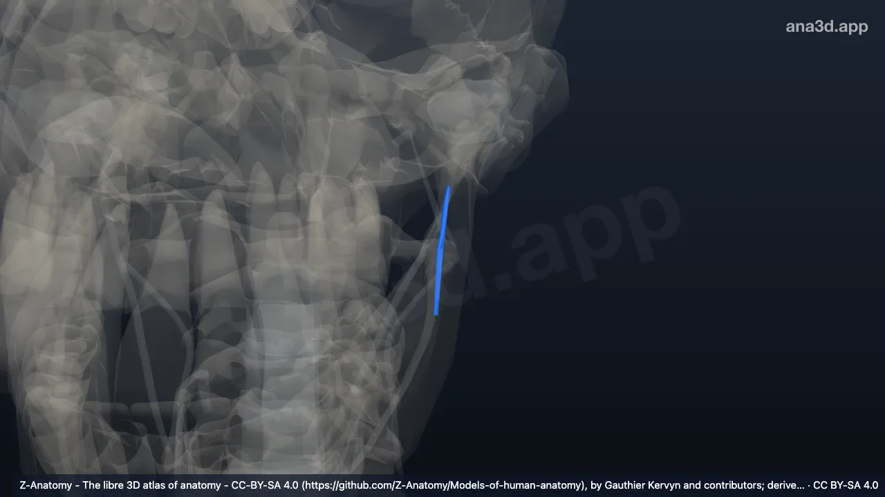 3D model: left stylomandibular ligament