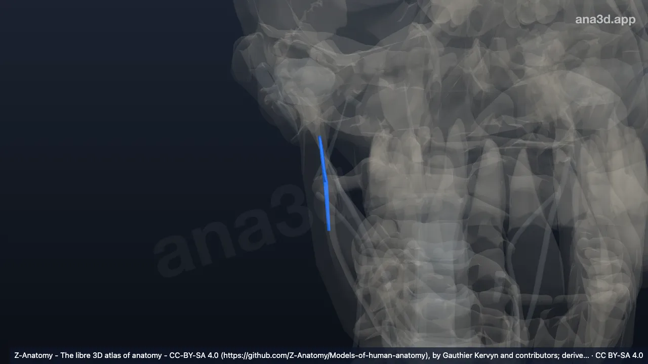 3D model: right stylomandibular ligament