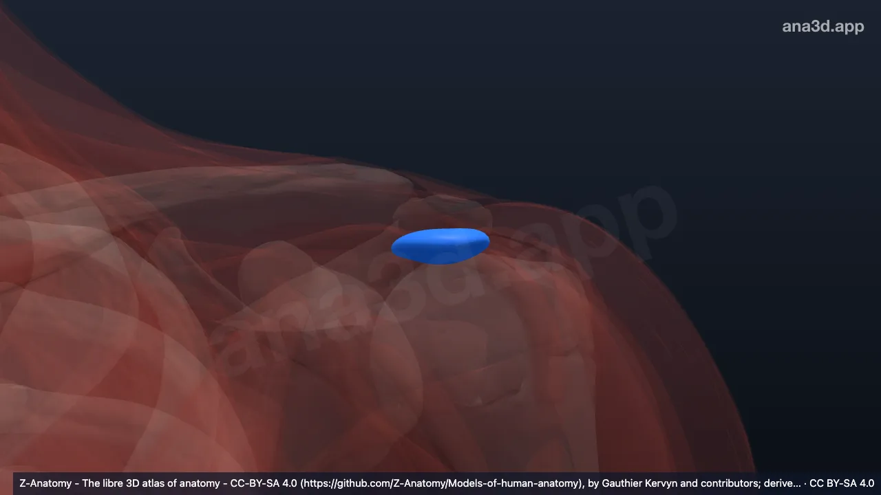 Model 3D: Bursa subakromialis kiri