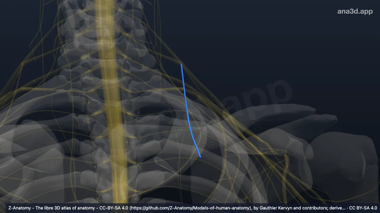 3D model: left subclavian nerve