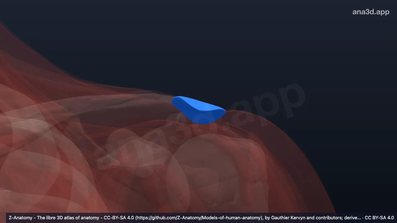 Model 3D: Bursa subkutanea akromialis kiri