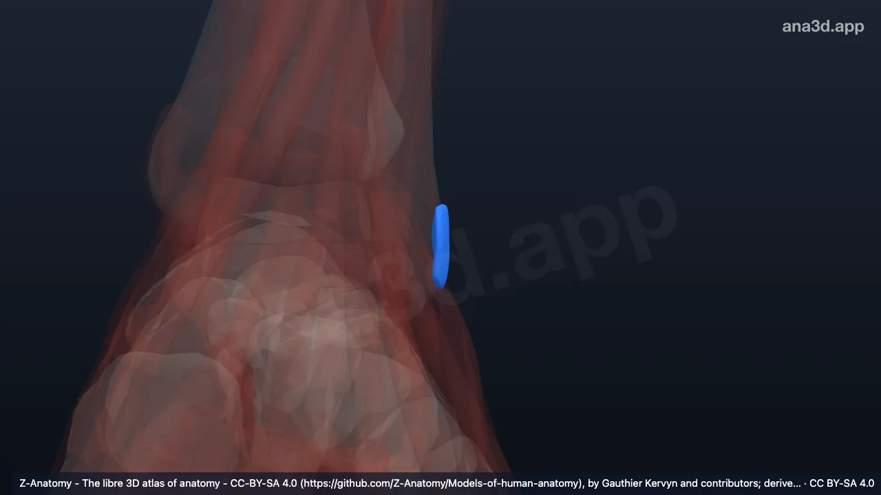 3D-Modell: Linke Bursa subcutanea malleoli lateralis
