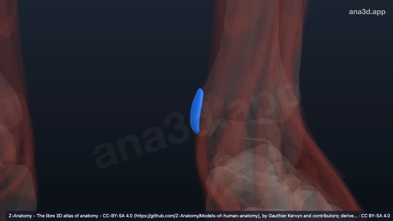 Model 3D: Bursa subkutanea maleolus medialis kiri