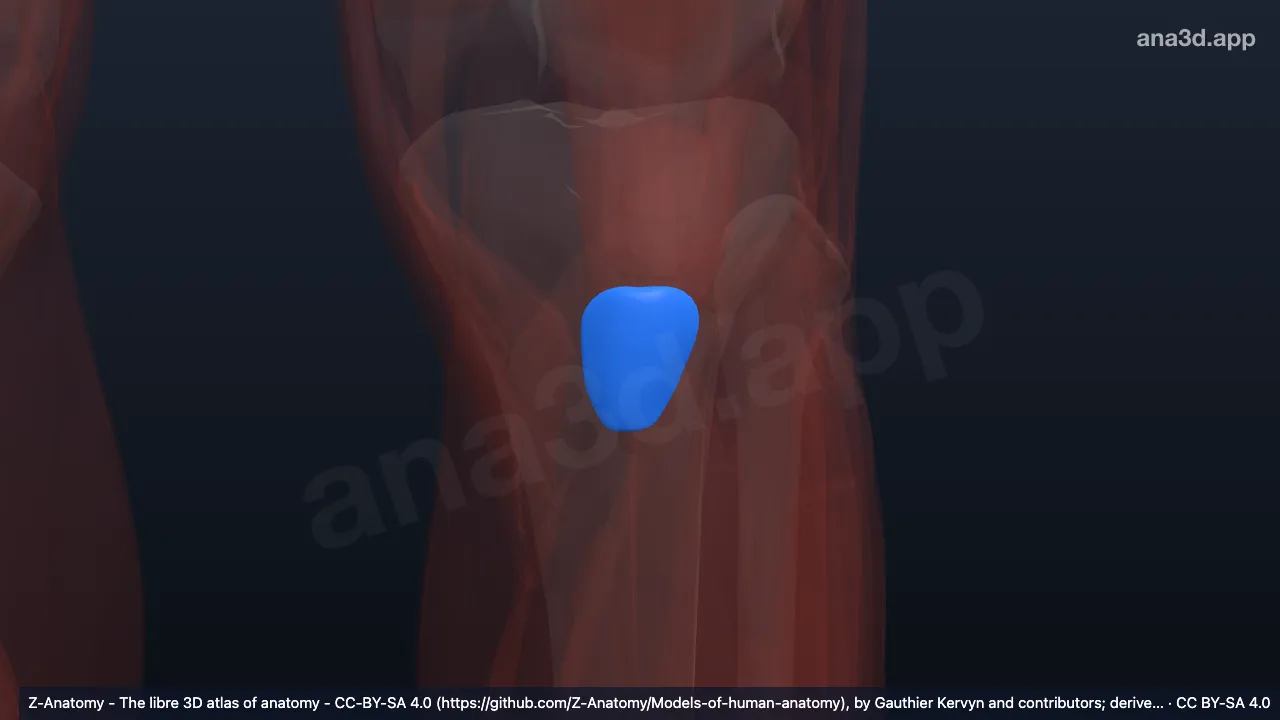 Modelo 3D: Bolsa subcutánea de la tuberosidad de la tibia izquierda