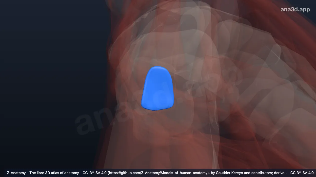 Modelo 3D: Bolsa calcânea subcutânea esquerda