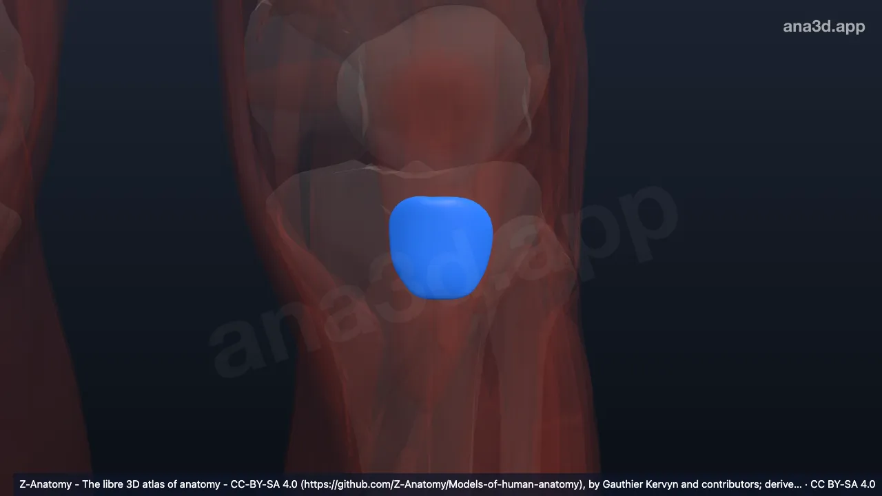Modèle 3D : Bourse sous-cutanée infrapatellaire gauche