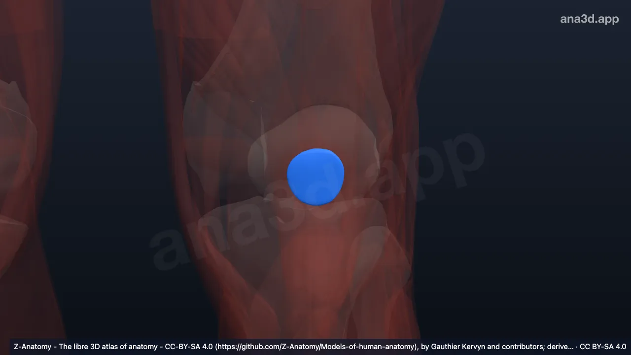 Model 3D: Bursa subkutanea prepatelaris kiri