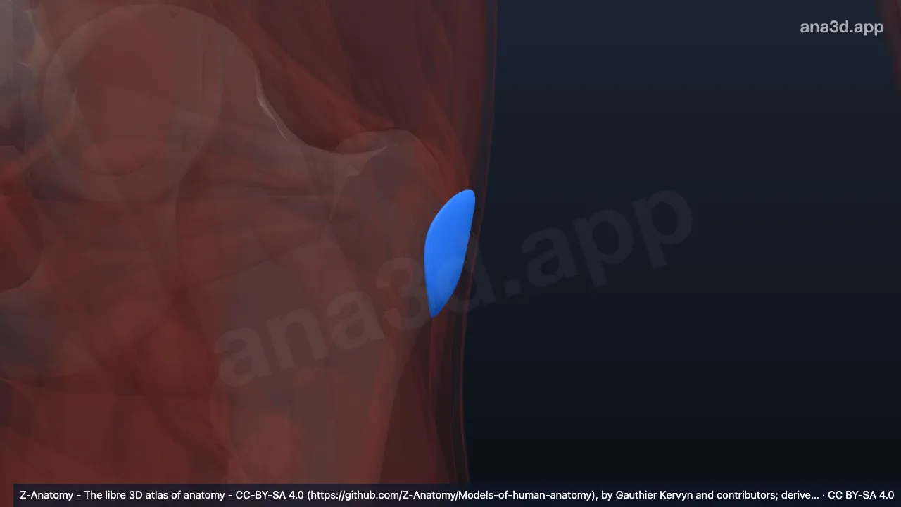 3D-Modell: Linke Bursa subcutanea trochanterica
