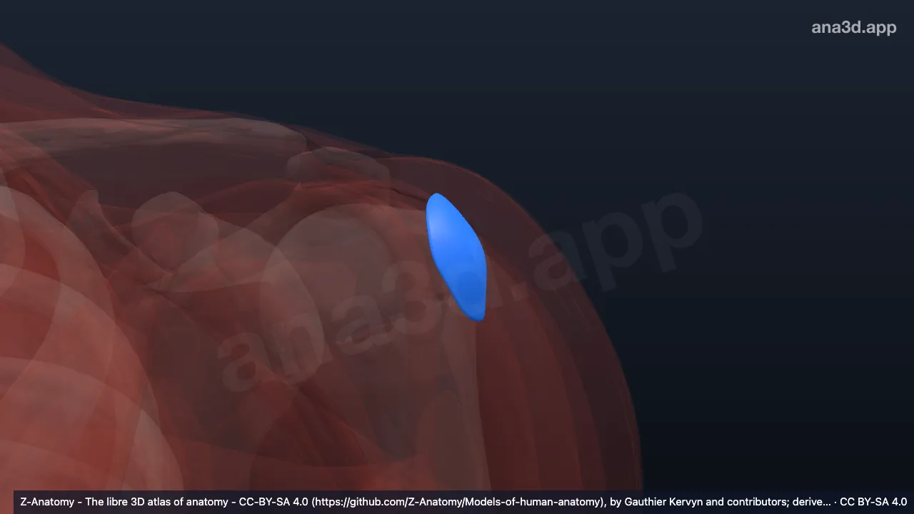3D-Modell: Linke Bursa subdeltoidea