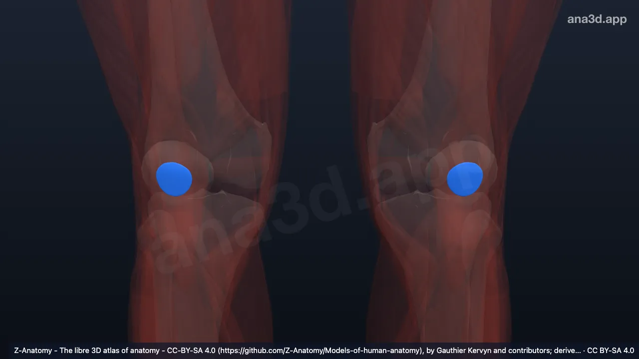 3D 모델: 무릎앞근막밑윤활주머니