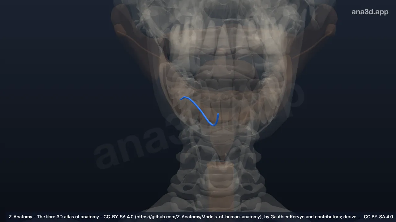 Modèle 3D : Canal submandibulaire droit