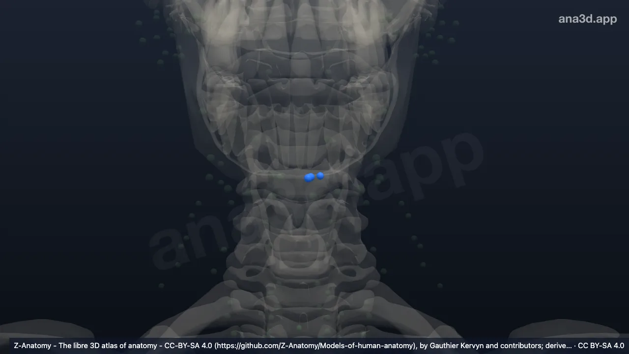 3D 模型：左下颌下淋巴结