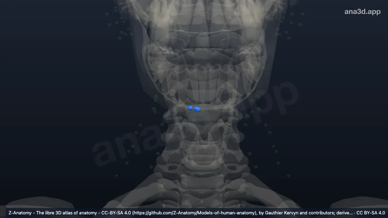 3D 模型：右下颌下淋巴结