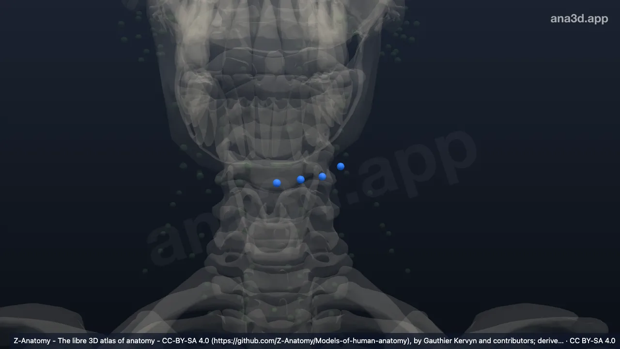 3D-Modell: Linke Nodi lymphoidei submentales