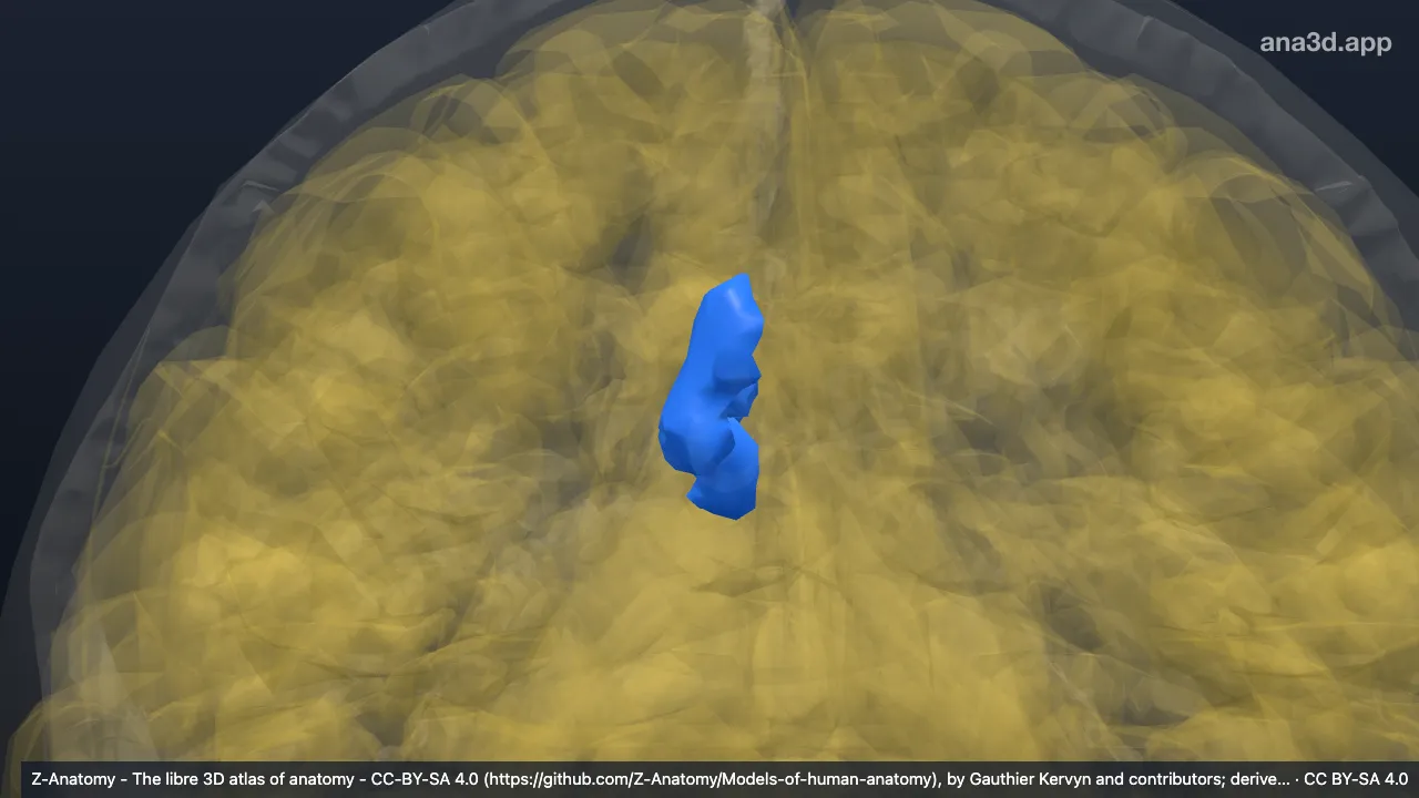 3D model: right subparietal sulcus