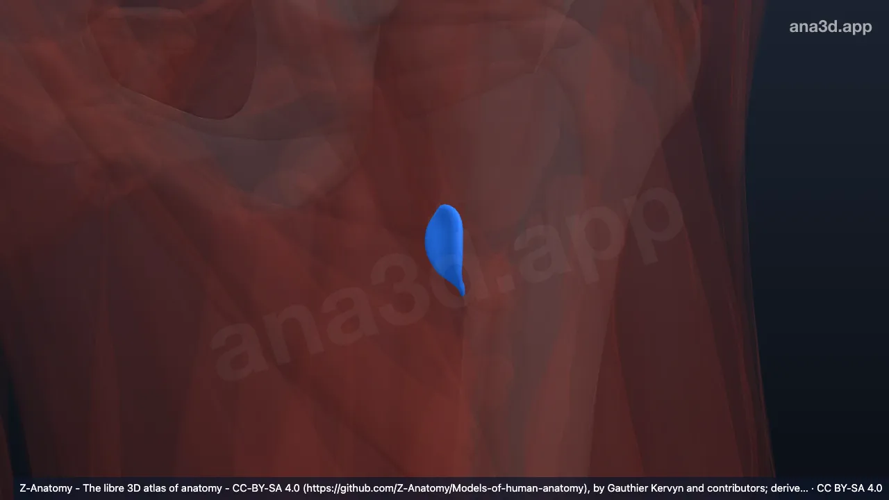 Modèle 3D : Bourse subtendineuse du muscle iliaque gauche
