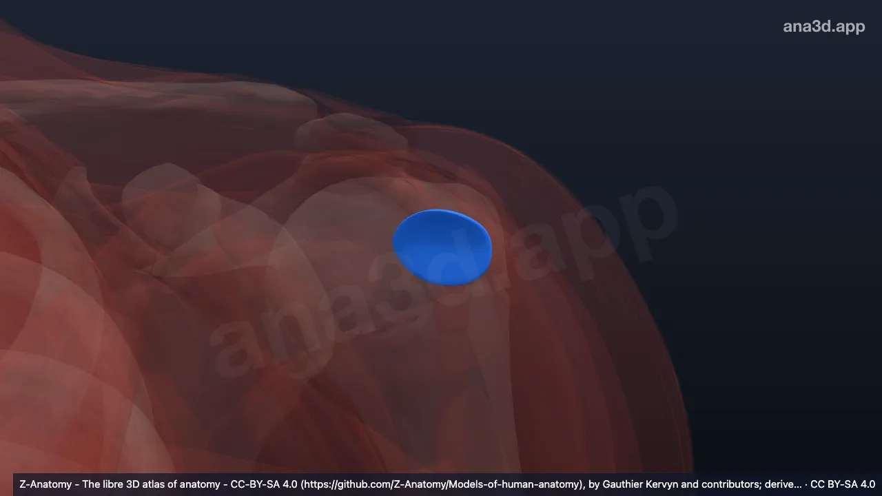 3D-Modell: Linke Bursa subtendinea musculi infraspinati