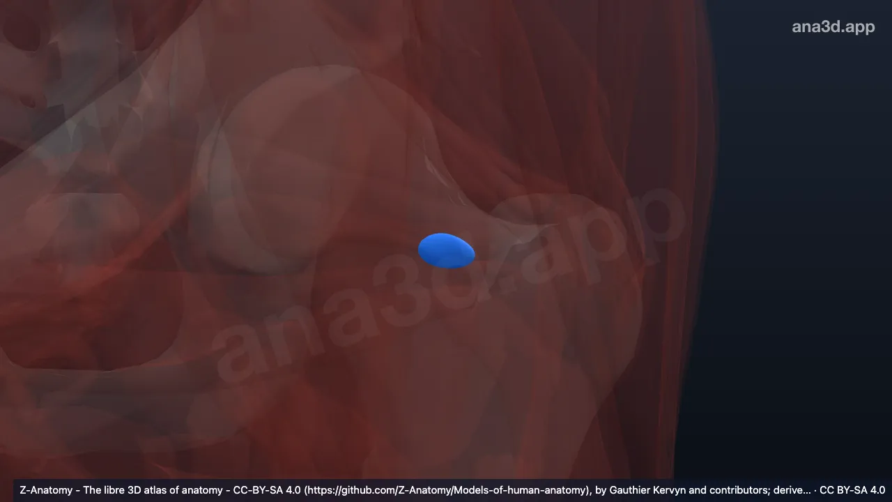 3D-Modell: Linke Bursa subtendinea musculi obturatorii interni