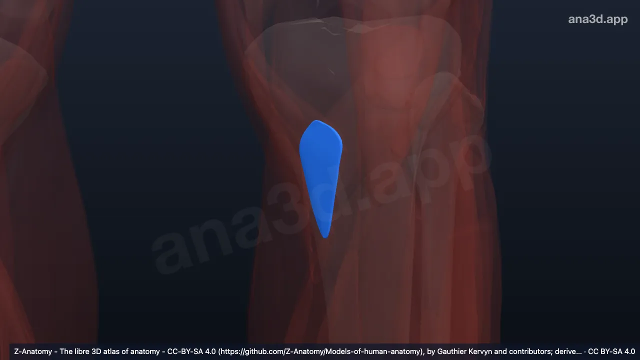Model 3D: Bursa subtendinea otot sartorius kiri