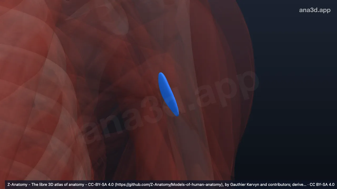 Modèle 3D : Bourse subtendineuse du muscle grand rond gauche
