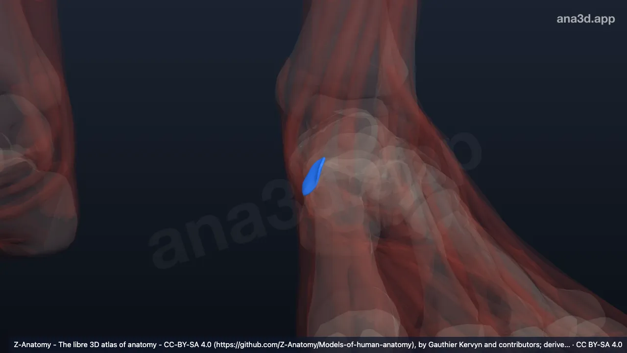Modelo 3D: Bolsa subtendinosa del músculo tibial anterior izquierdo