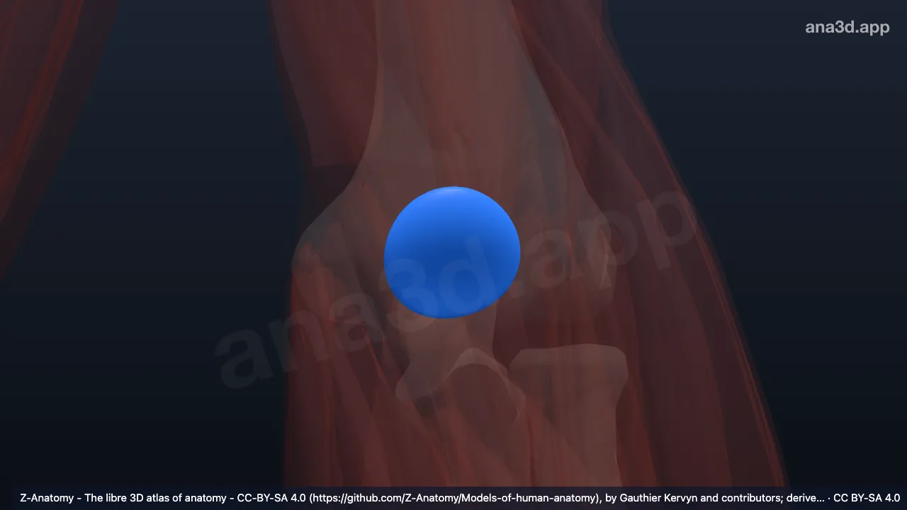 3D-Modell: Linke Bursa subtendinea musculi tricipitis brachii