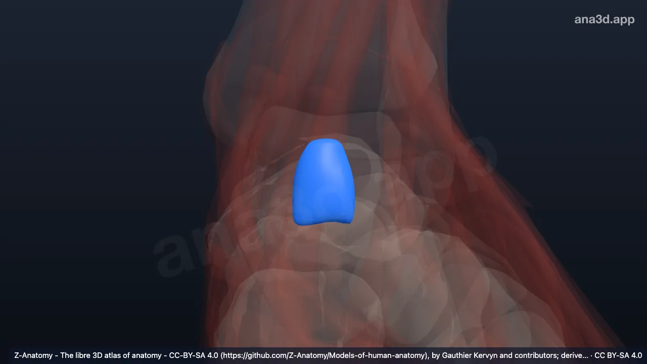 3D-Modell: Linke Bursa subtendinea calcanea