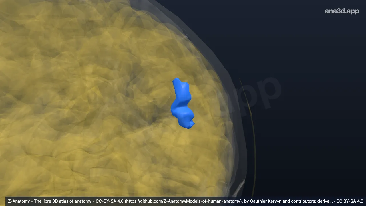 3D model: left sulcus interm_prim-Jensen
