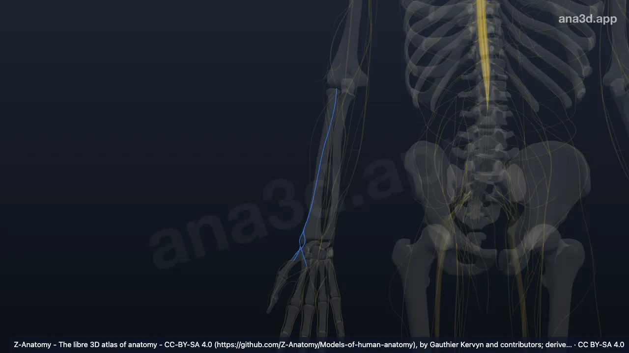 Model 3D: Cabang superfisialis saraf radialis kanan