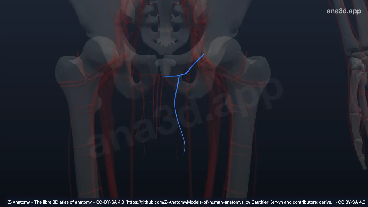 3D-Modell: Linke Arteria pudenda externa superficialis