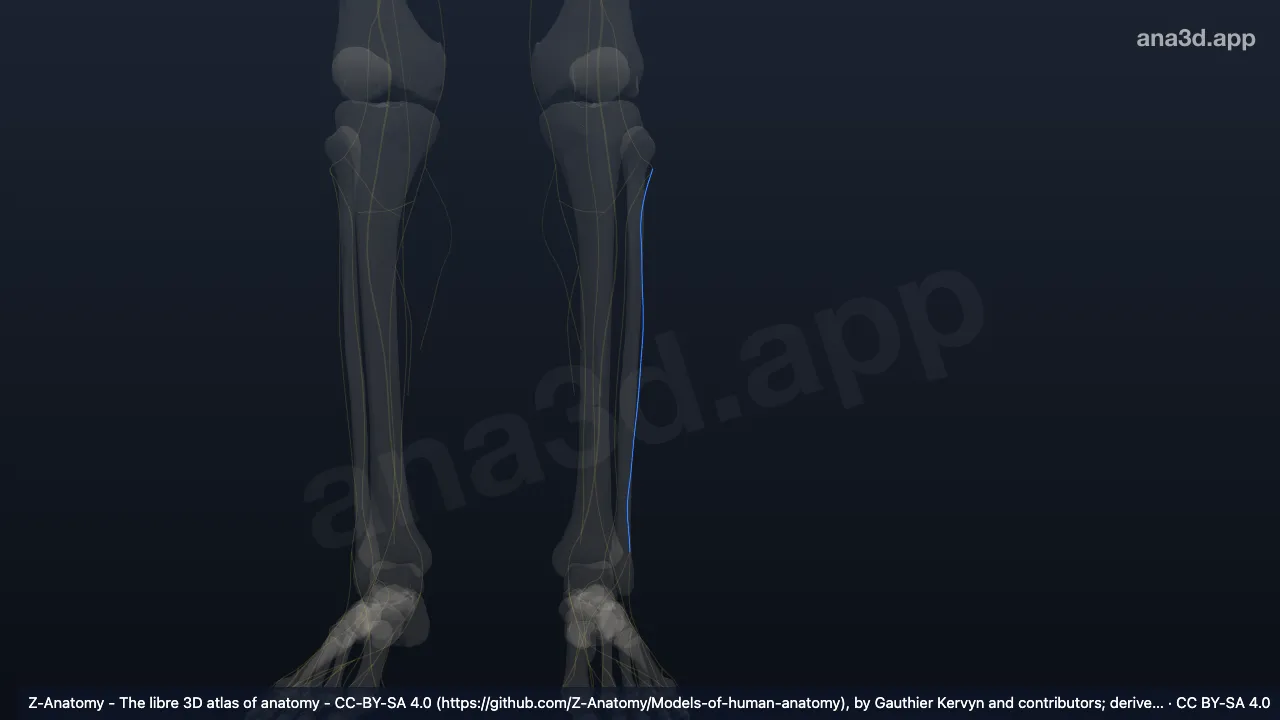 3D model: left superficial fibular nerve