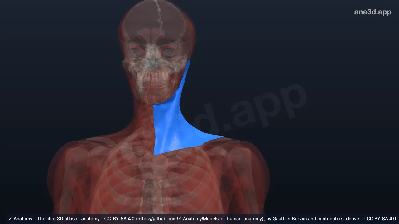 3D-Modell: Linke Lamina superficialis fasciae cervicalis