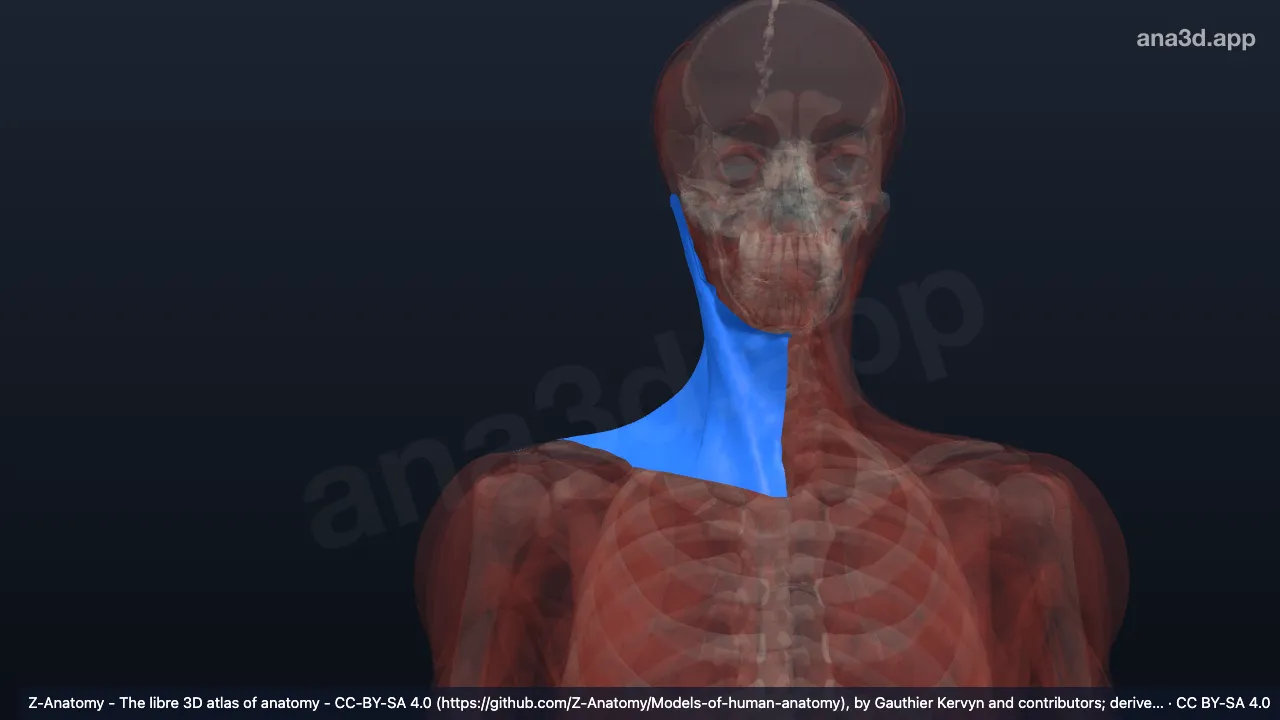 Modèle 3D : Fascia engainant superficiel du cou droit