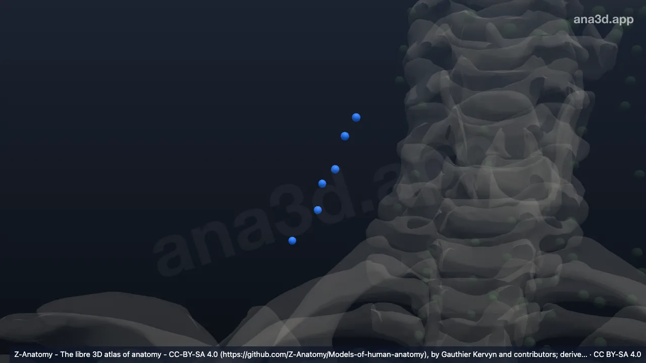 Modelo 3D: Nodos cervicales laterales superficiales derechos