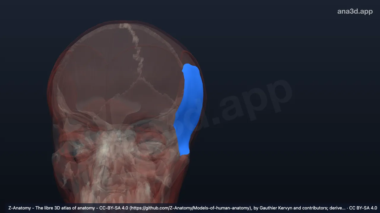 3Dモデル：左側頭筋膜浅葉