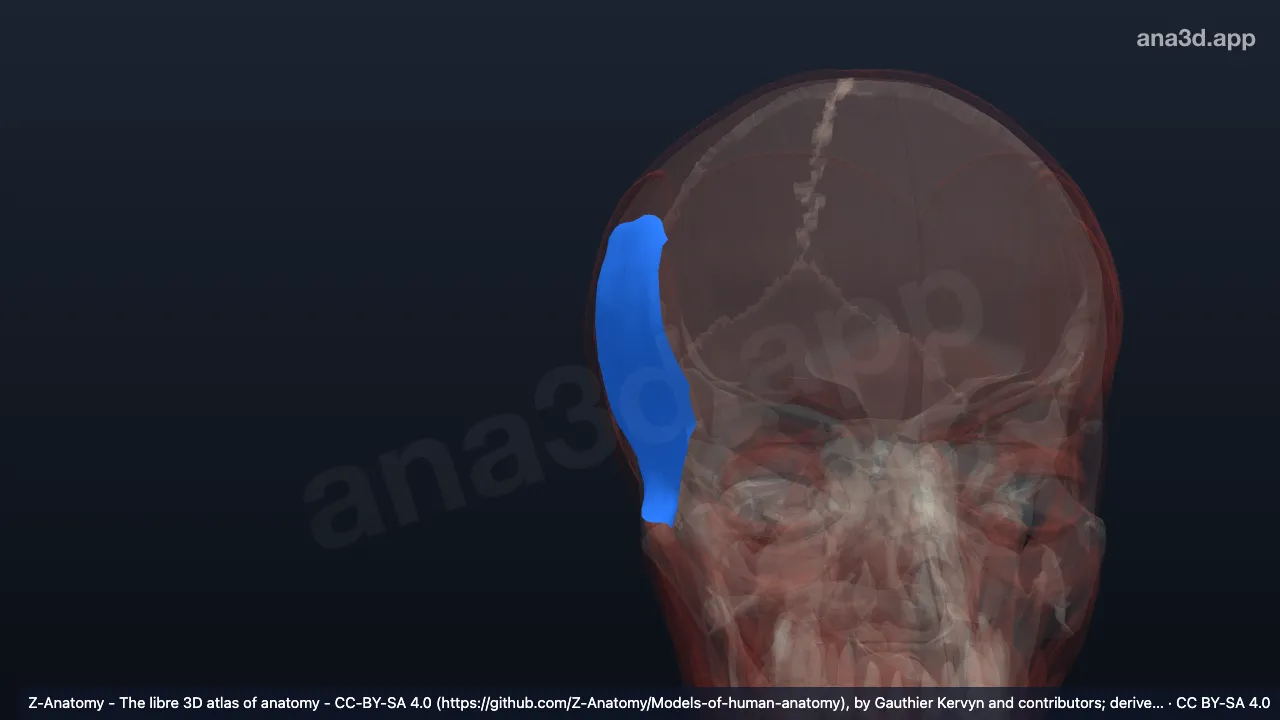 3Dモデル：右側頭筋膜浅葉